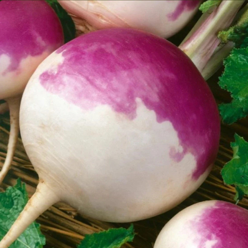 Turnip Seeds 2000 Count Purple Top White Non-GMO Heirloom Brassica rapa Vegetable Seeds