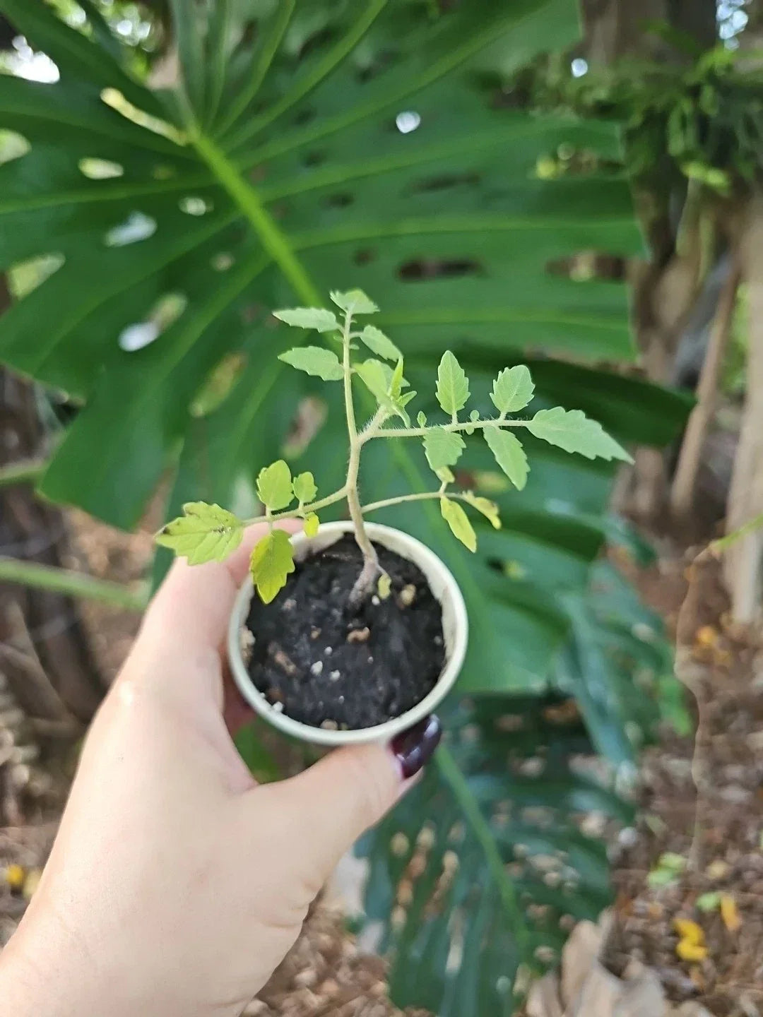 Florida Everglades Cherry Tomato Live Plant Organic 3" Pot - Sweet Cherry Tomatoes