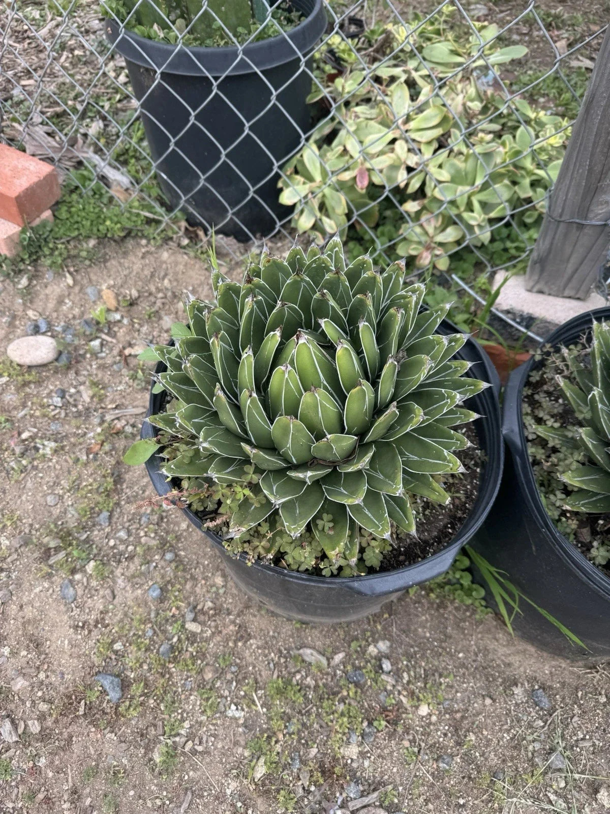 Agave Victoria-Reginae Compacta Bare Root Plant – Drought-Tolerant Succulent for Indoor & Outdoor Gardening