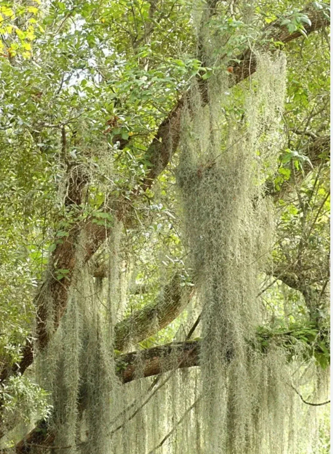 Live Spanish Moss Airplant - 5 Gallon Fresh Orlando Tillandsia usneoides for Indoor & Outdoor Decor