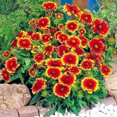 Indian Blanket Flower Seeds - 201+ Pack, Gaillardia pulchella, Drought Tolerant, Heat Resistant, Native Wildflower, Full Sun, Easy Grow