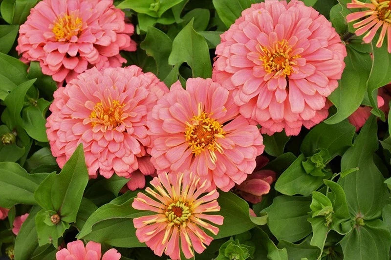 Magellan Salmon Zinnia Seeds - 100+ Pack, Zinnia elegans, Vibrant Salmon Pink Flowers, Garden, Border, Container Planting