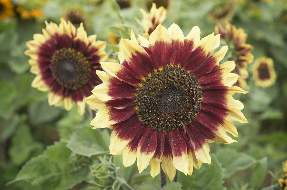 Sunflower Seeds Pack of 50 Florenza Variety Helianthus annuus Bright Yellow Bloom Non-GMO Organic