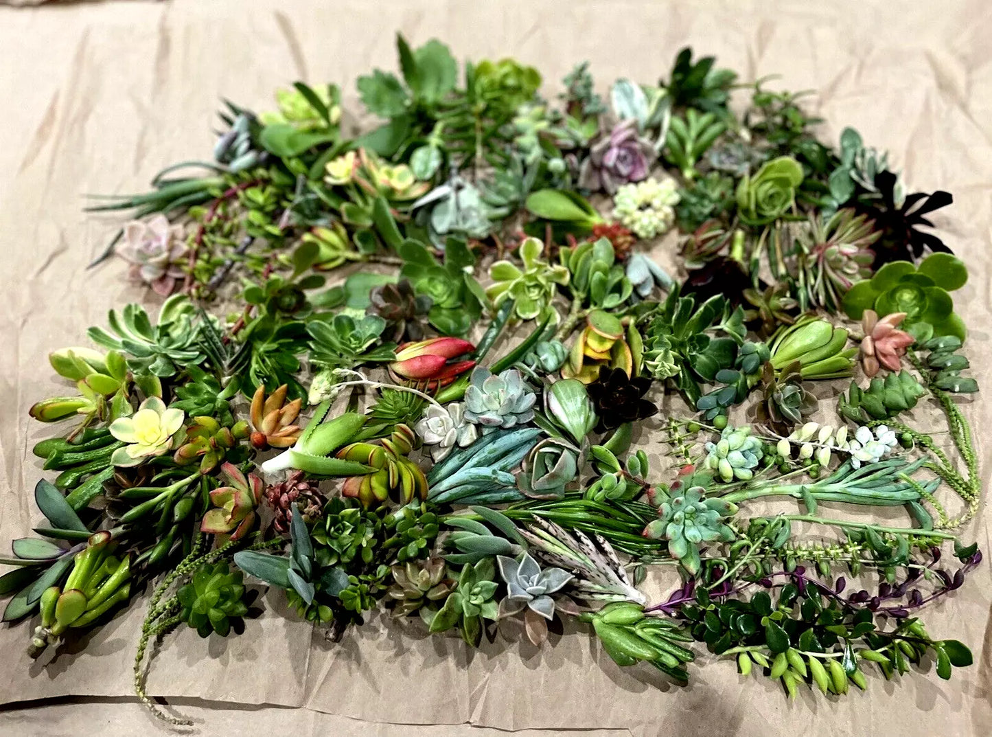 50 Random Succulent Cuttings - Assorted Healthy Floret Starter Plants for Indoor Gardening