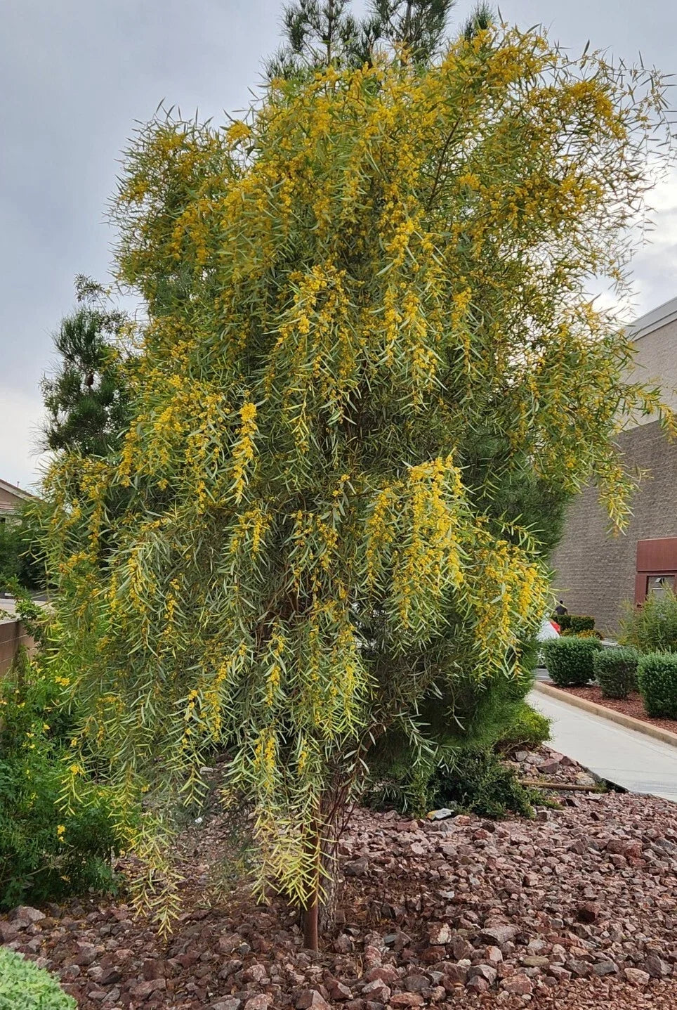 Acacia Saligna Seeds - 25 Orange Wattle Native Plant Seeds - Australian Golden Wattle - Drought-Tolerant Shrub for Gardens