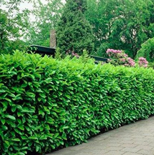 Rooted Manhattan Euonymus Shrubs - Fast Growing, Green & Gold Variegated, Euonymus fortunei, 3 Cuttings