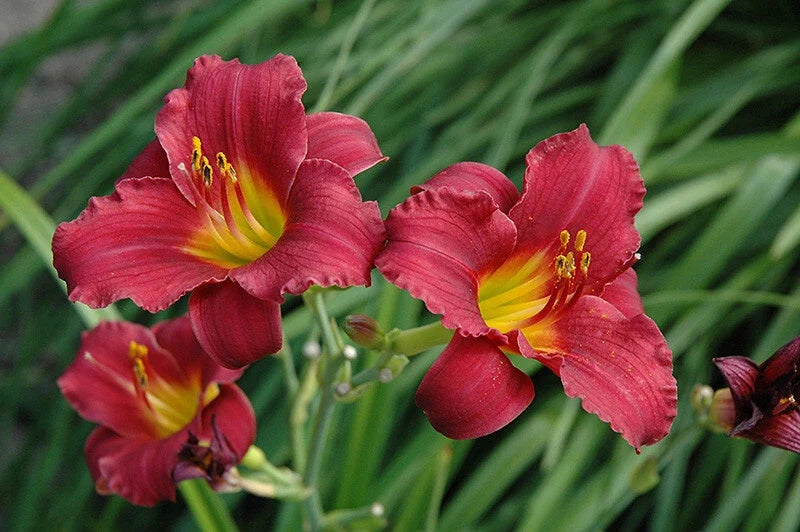 Daylily Bare Root Plants 25 Pack - Ruby Stella Hemerocallis Perennial for Garden Landscaping