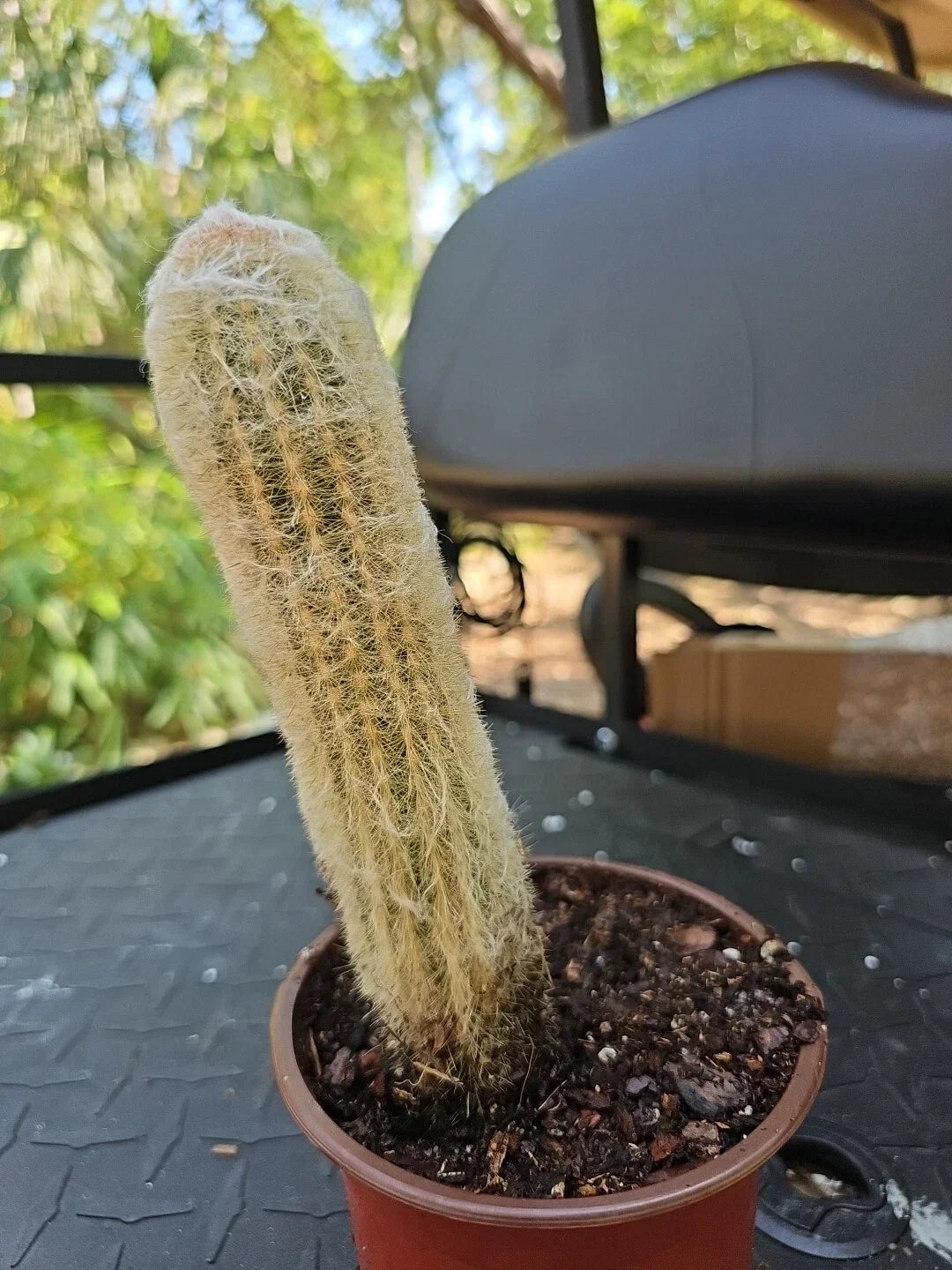 Large Espostoa Melanostele Peruvian Old Man Cotton Cactus - 7 Inch Columnar Cactus