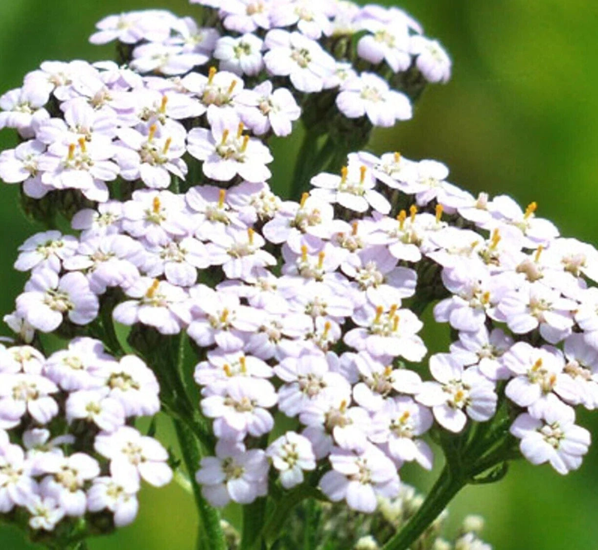 White Yarrow Seeds – Achillea millefolium Perennial Herb for Gardens, Pollinators, Bees, Butterflies, 2000+ Seeds