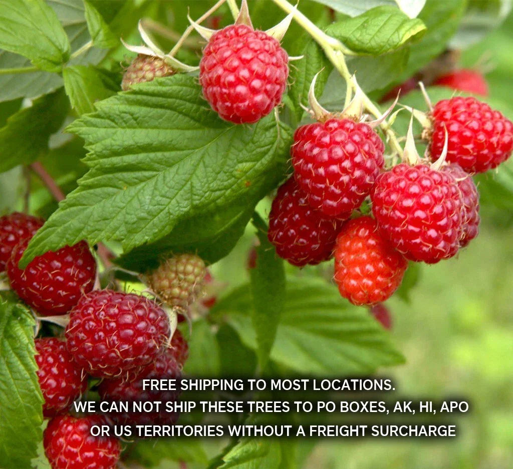 Boyne Early Season Red Raspberry Potted Plants - Rubus idaeus 1-2 Year Old