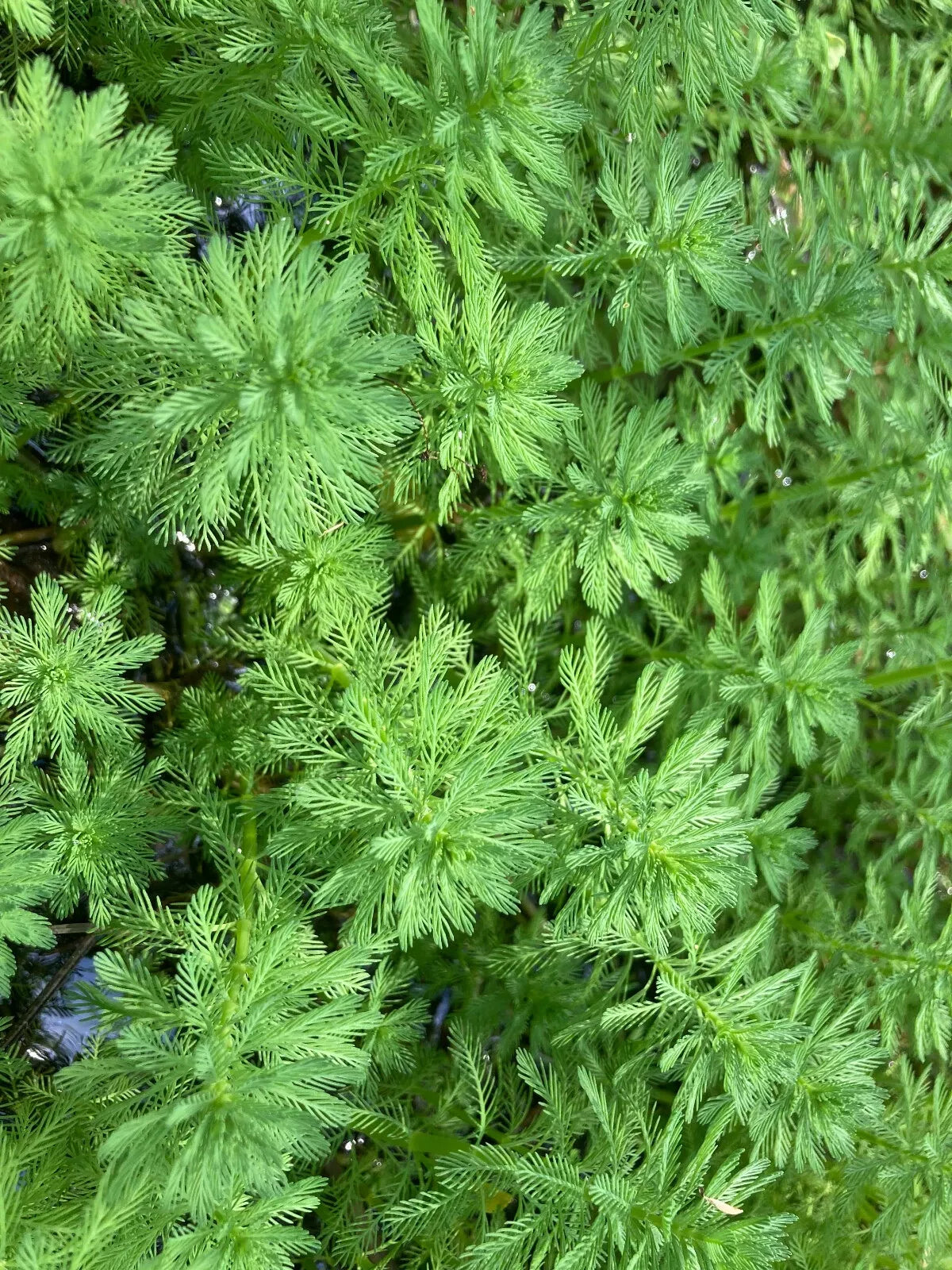 Parrot Feather Aquatic Plants 15 Pack - Myriophyllum aquaticum - Hardy Perennial for Ponds & Aquariums