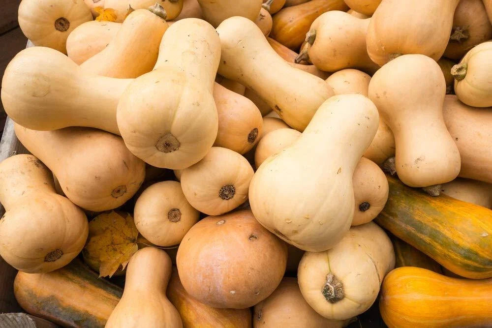 Butternut Squash Seeds - 10 Pack - Winter Variety - Cucurbita moschata for Home Garden and Cooking