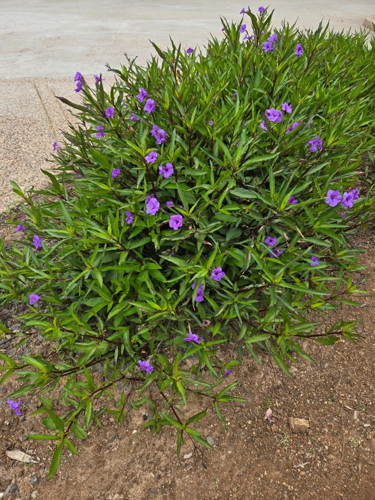 Mexican Petunia Plants - 10 Rooted Ruellia simplex, Attracts Butterflies & Hummingbirds, Bright Purple Flowers