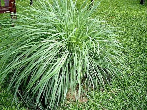 5 Pack Lemongrass Plants - Organic Rooted Starter Perennial Citrus Grass