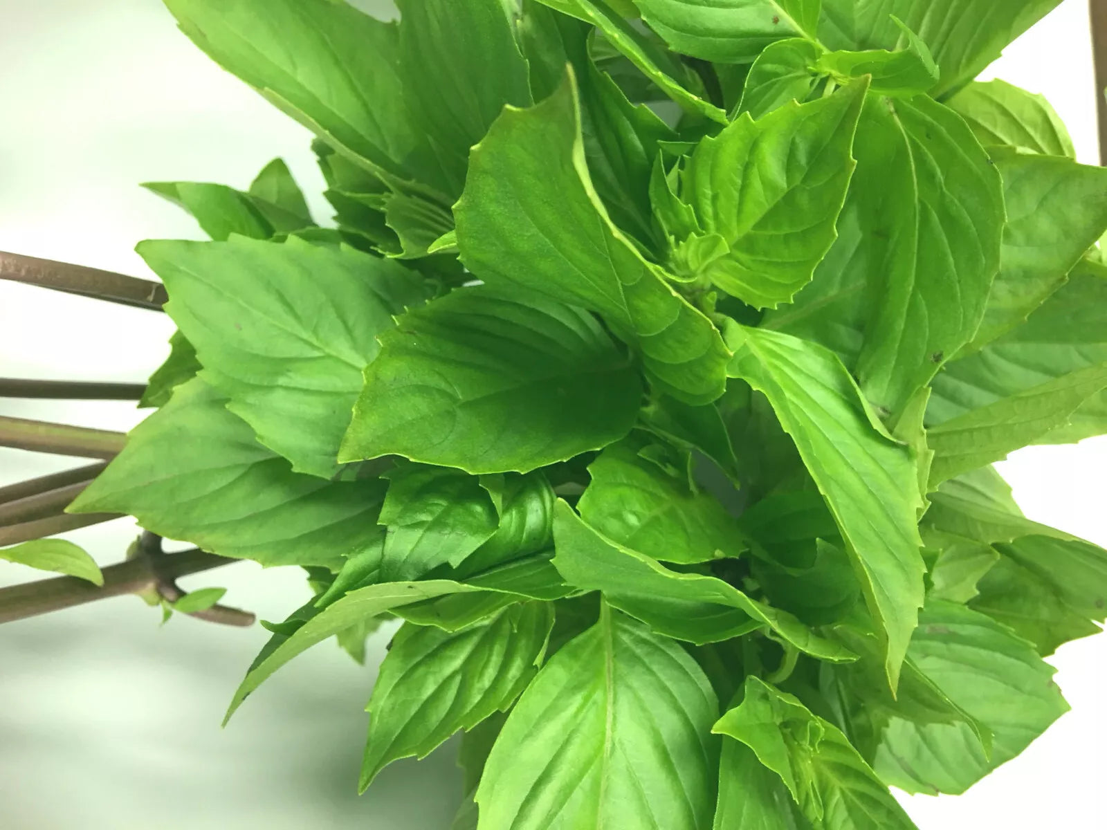 Thai Sweet Large Leaf Basil Seeds - Ocimum basilicum var. thyrsiflora, High Yielding Annual Herb, Compact 4-6 inch Plant, Culinary Herb Seed Pack