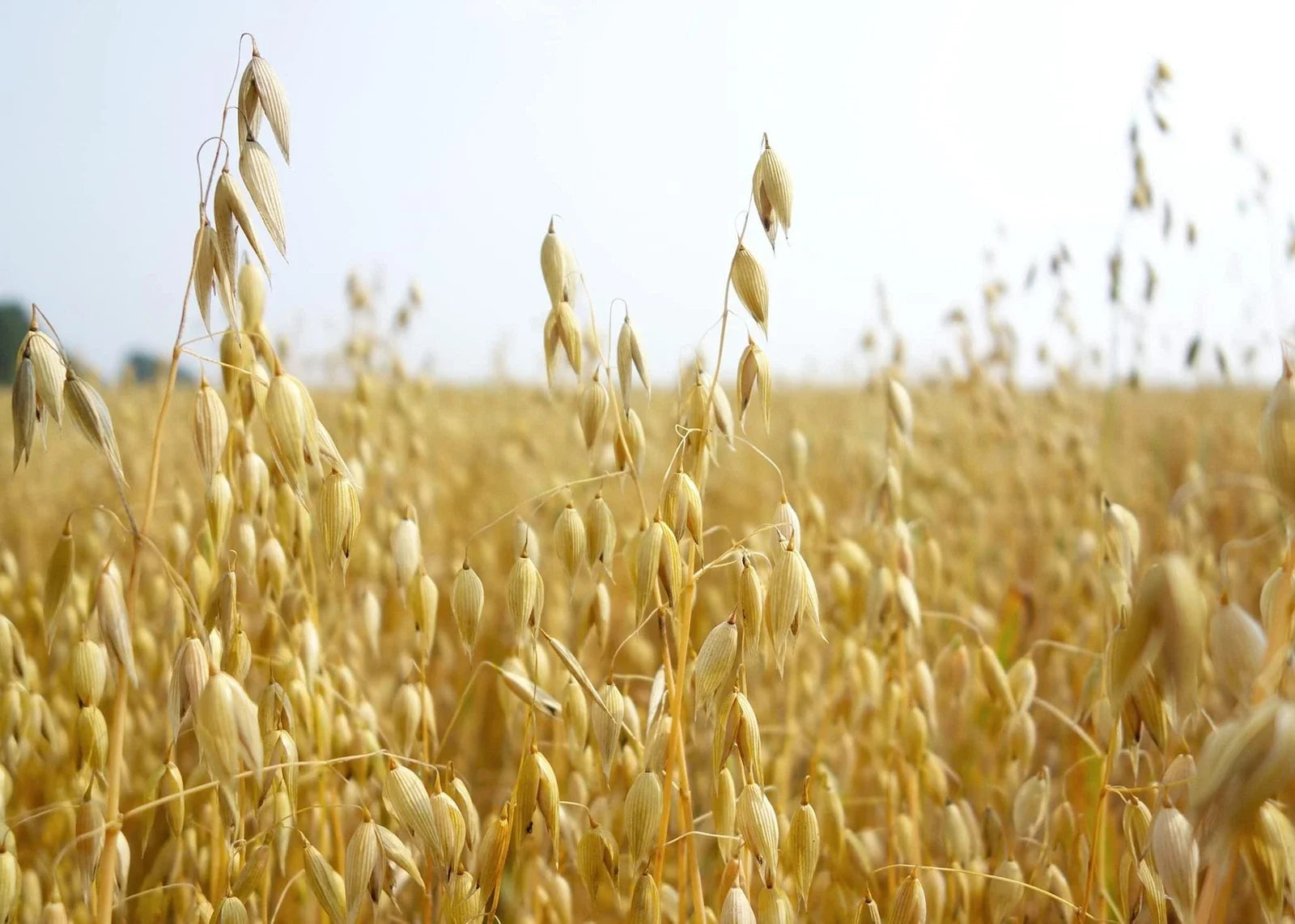 Organic Non-GMO Oats Seeds for Planting - Avena sativa, Heirloom, Full Sun, Well-Drained Soil