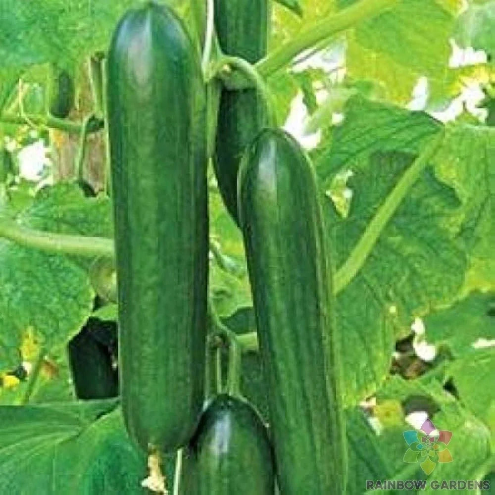 Sultan Cucumber Seeds 25 Pack - Heirloom Cucumis sativus for Garden Planting, Organic, Non-GMO, Full Sun, Vining