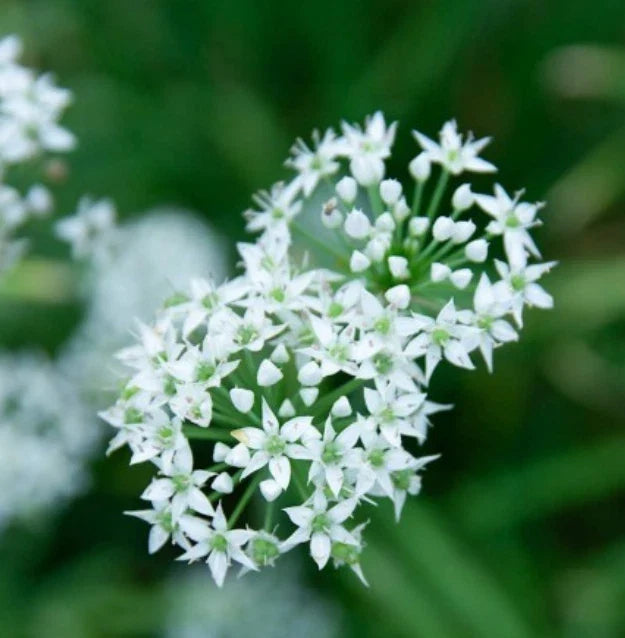 Garlic Chives Seeds - 200 Non-GMO Perennial Herb for Culinary Use - Allium tuberosum