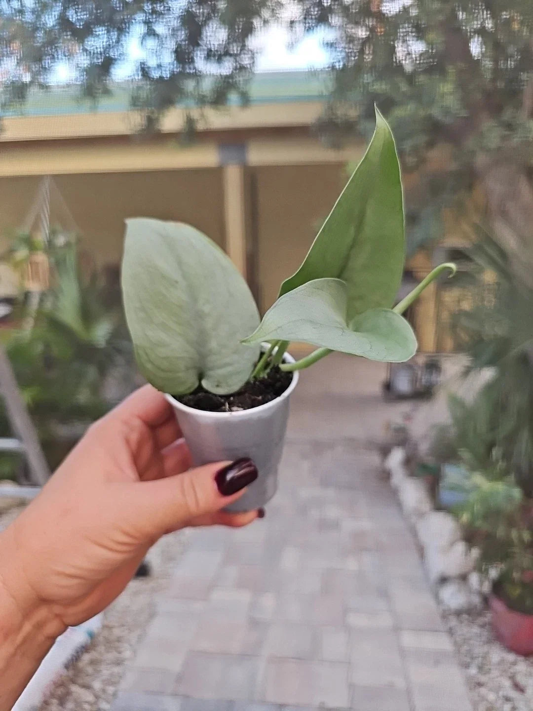 Scindapsus Pictus Platinum Java Silver Hero Live Plant in 2.5" Pot, Indoor Houseplant with Silver Variegation