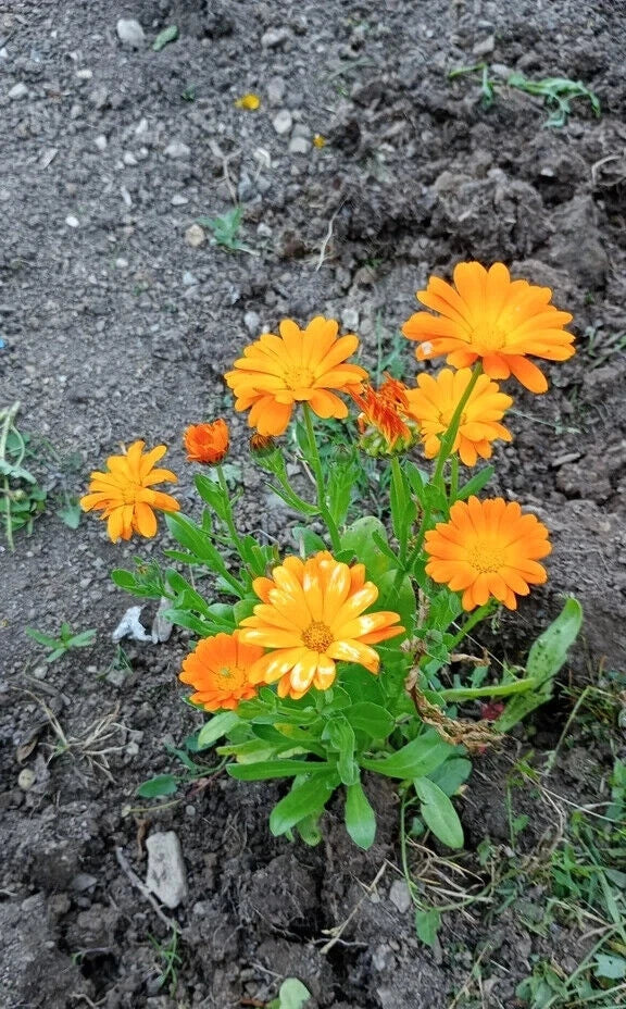 Calendula Seeds Mix - 50 Pcs Pot Marigold Pacific Beauty Variety Garden Flower Seeds for Planting