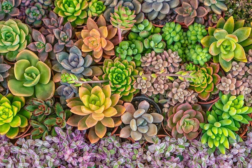 Succulent Seeds Mix - 50 Echeveria Species for Indoor & Outdoor Gardens - Drought-Tolerant, Rosette-Shaped, Easy to Grow