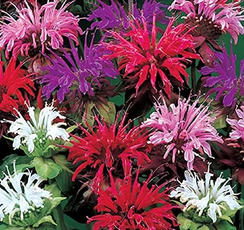 Bee Balm Flower Seeds - 50 Pack Mixed Colors Monarda Didyma - Pollinator Friendly Perennial