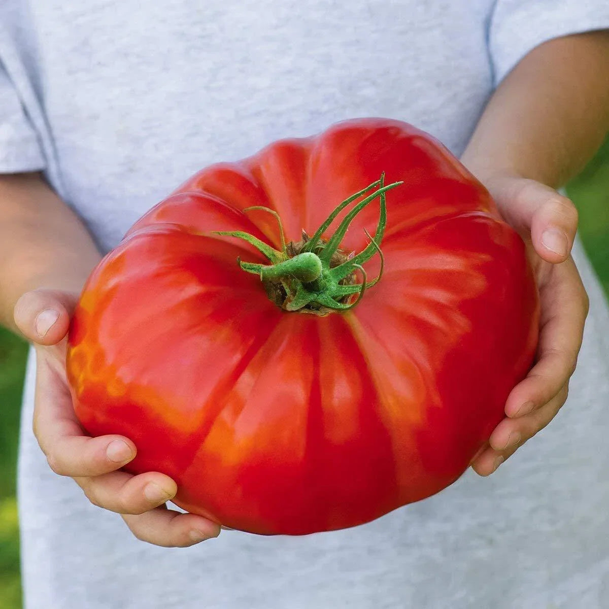 Beefsteak Tomato Seeds - 100 Heirloom Seeds for Juicy, Large Tomatoes | Solanum lycopersicum