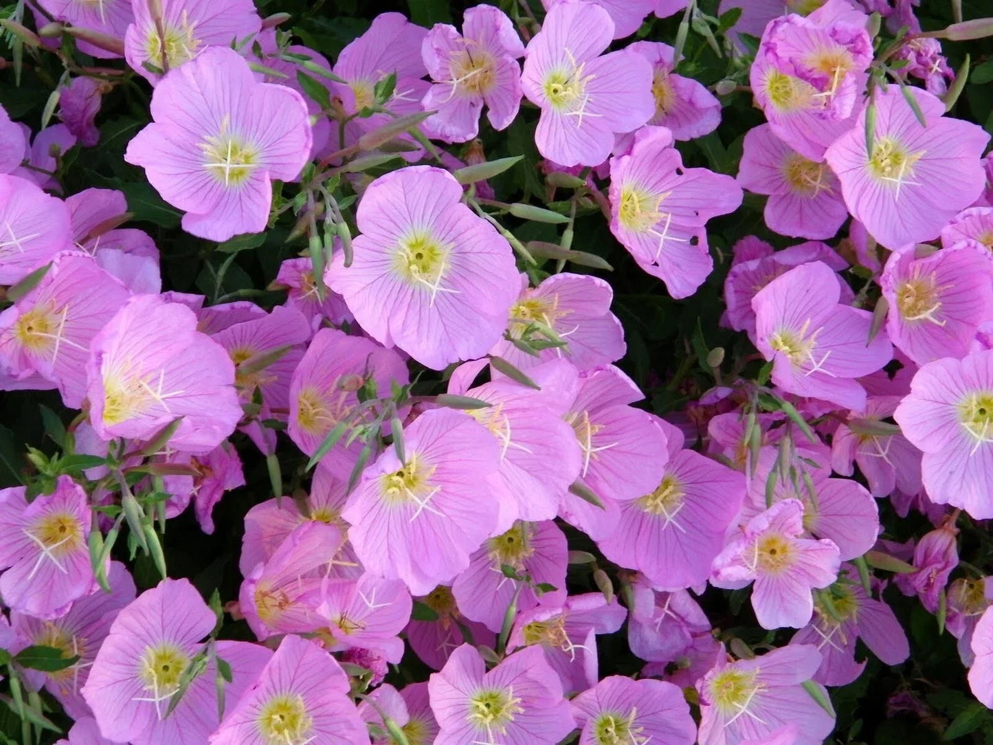 Evening Primrose Seeds - 400+ Pink Oenothera biennis for Gardens, Wildflower, Pollinator Attracting, Full Sun, Easy to Grow