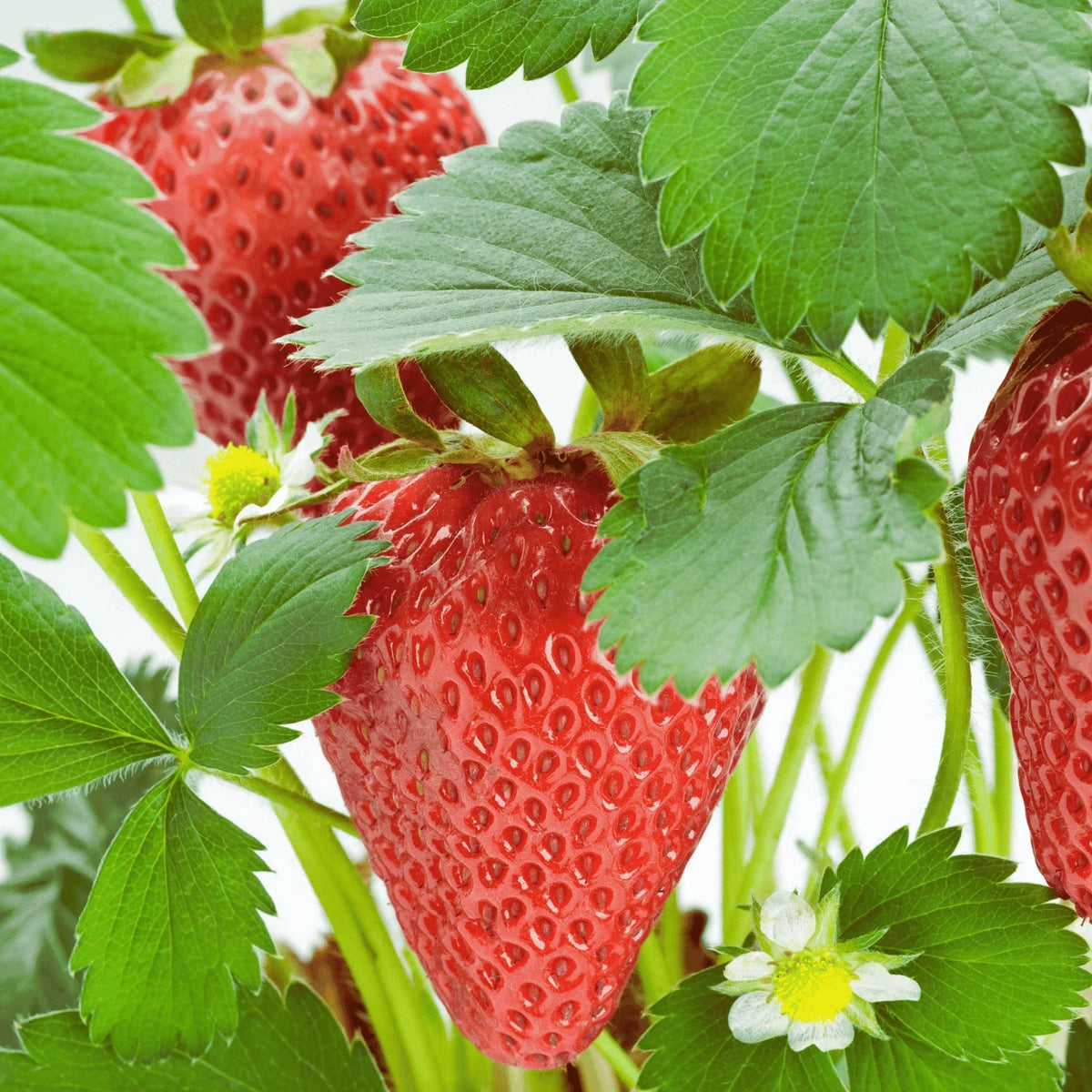 Rutgers D'light Strawberry Roots – Ever-Bearing Bare Root Plants for Home Gardens