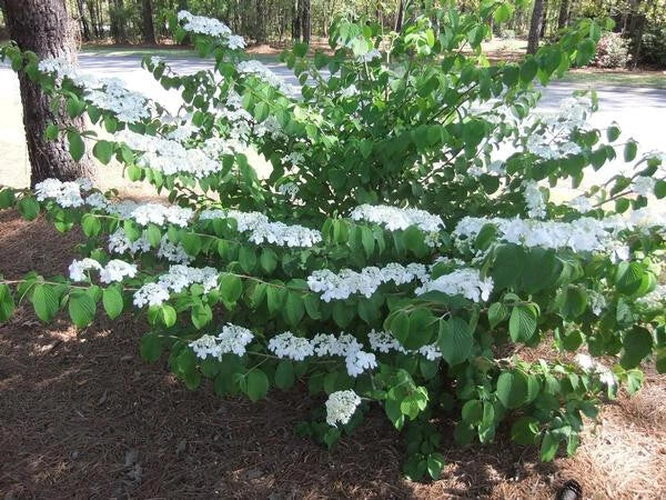 Shasta Doublefile Viburnum Bare Root Plant – White Flowers, Viburnum plicatum 'Shasta', Zones 5-8