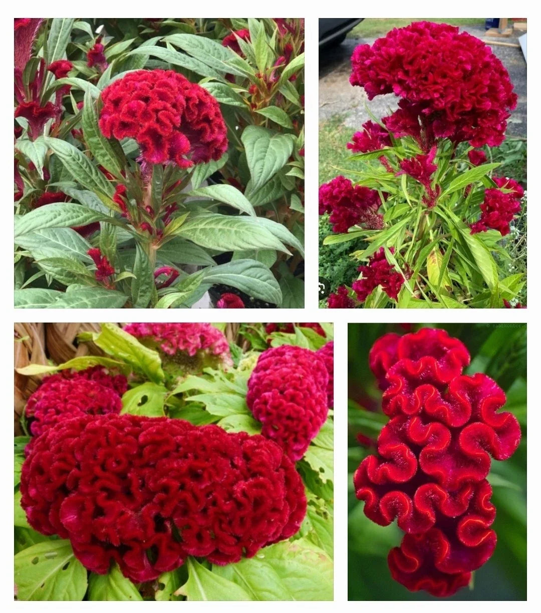 50 Red Plumed Cockscomb Flower Seeds, Celosia cristata, Ornamental Garden Seeds for Borders & Containers