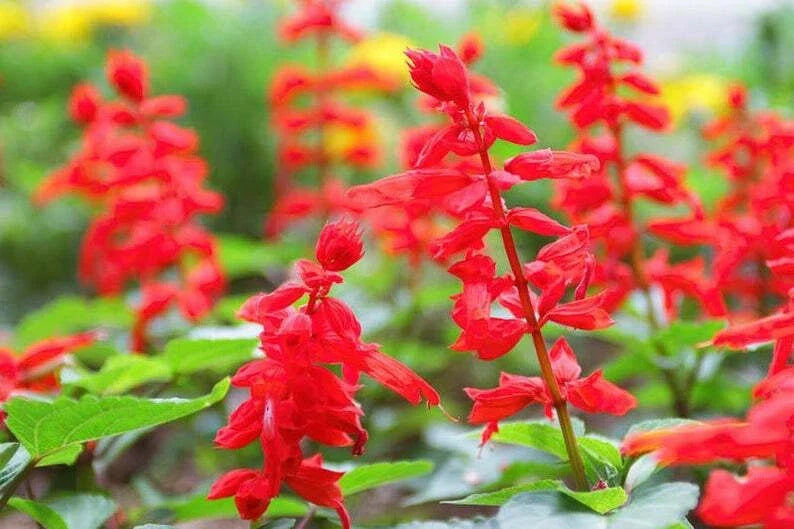 Red Scarlet Salvia Seeds - Non-GMO Annual & Perennial Hummingbird Flowers, 500 Seeds, Salvia splendens