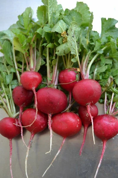 Crimson Giant Radish Seeds - Heirloom Non-GMO Raphanus sativus for Large, Crispy Harvests - 100/200/500/2000 Seeds