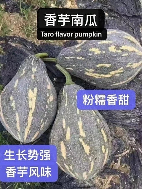 Taro Flavor Pumpkin Seeds - XiangYu Nangua Chinese Winter Squash Heirloom - USA Grown