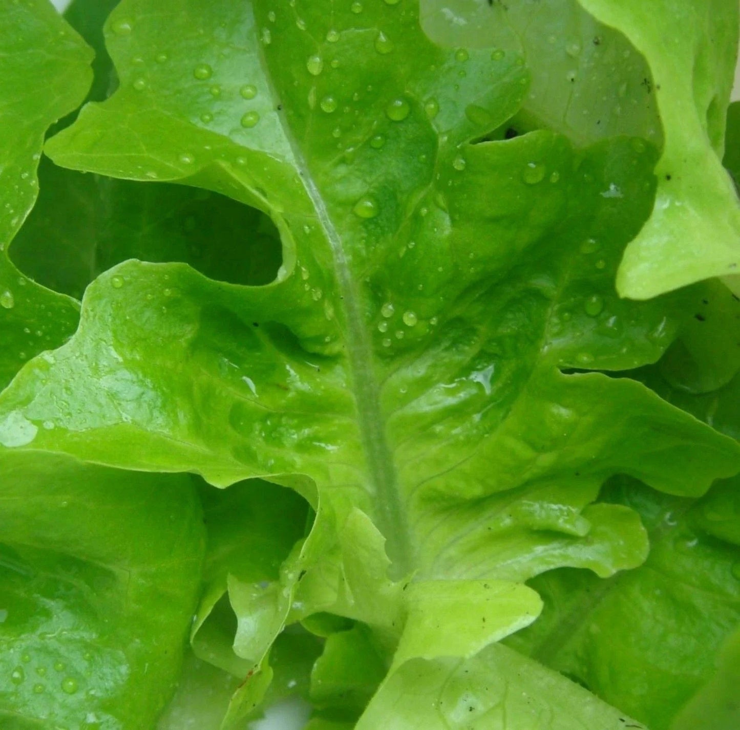1000 Lettuce Seeds - Oak Leaf Green Variety for Salads - Lactuca sativa - Non-GMO Seeds from GroCo USA