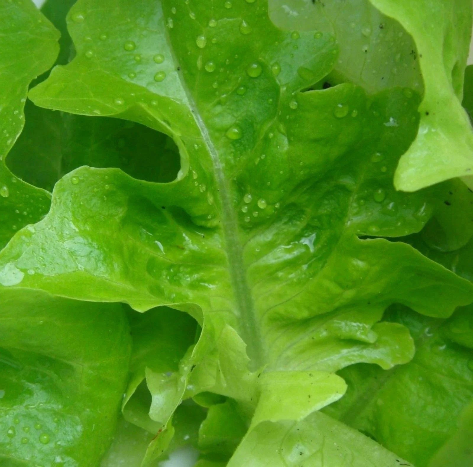 1000 Lettuce Seeds - Oak Leaf Green Variety for Salads - Lactuca sativa - Non-GMO Seeds from GroCo USA