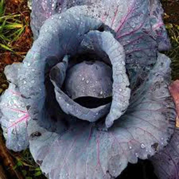 Red Acre Cabbage Seeds Heirloom Non-GMO 500 Seeds Brassica oleracea