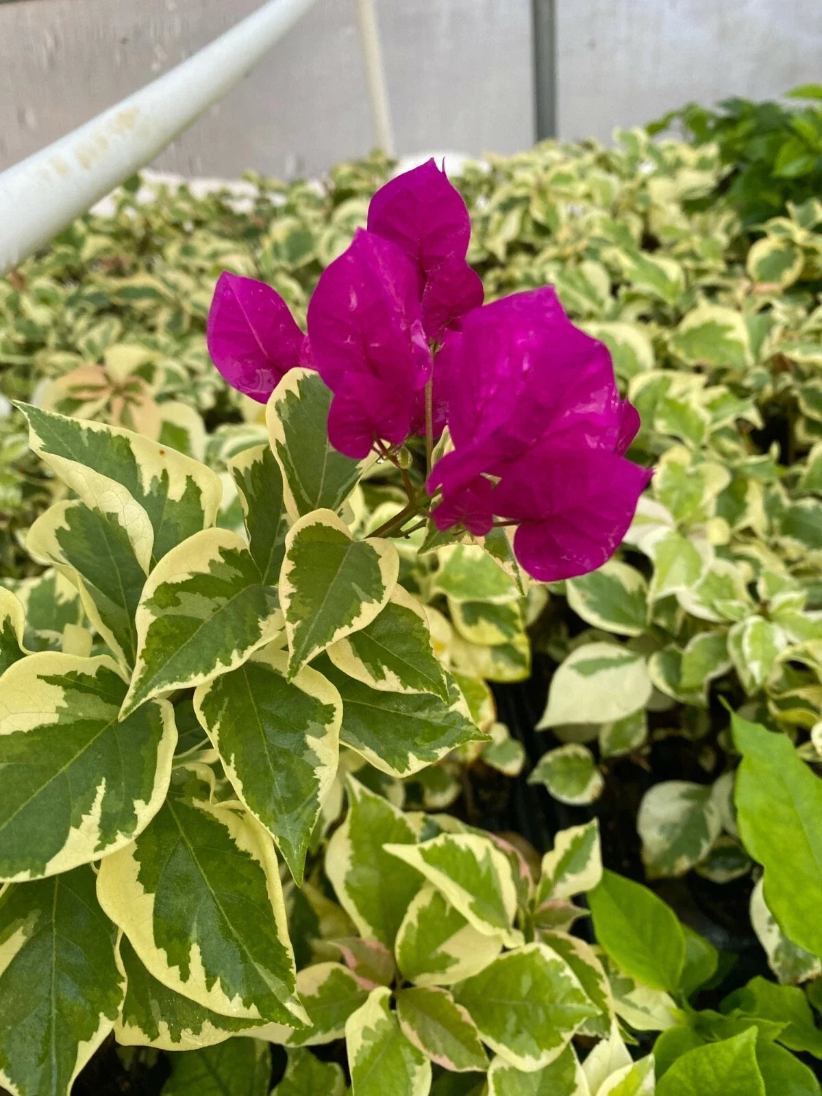 Bougainvillea Starter Plant - Vera Variegata Purple - Deep Purple Blooms - Rooted Bougainvillea spectabilis for Garden, Container, Climbing