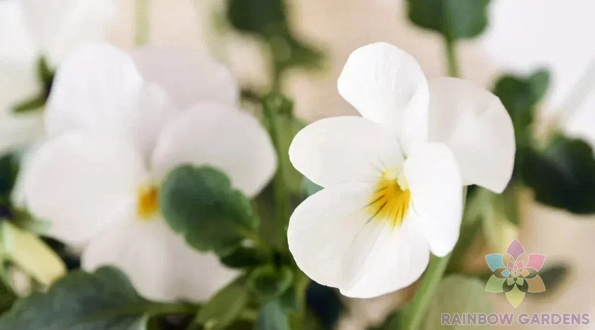200+ Admire Cream Pansy Seeds - Viola Tricolor Bulk Flower Seeds USA