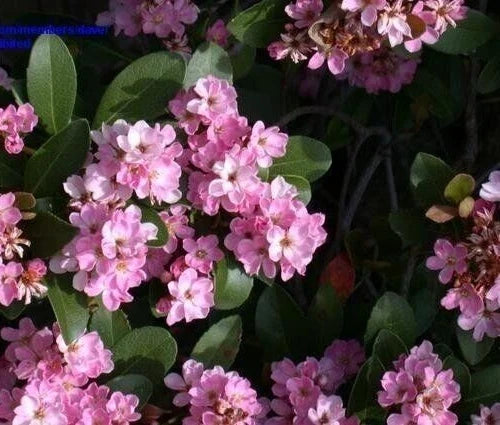 Indian Hawthorne Pink Dancer Live Plant Cuttings – Rhaphiolepis indica Climbing Shrub, 6" Flower Plant Cuttings