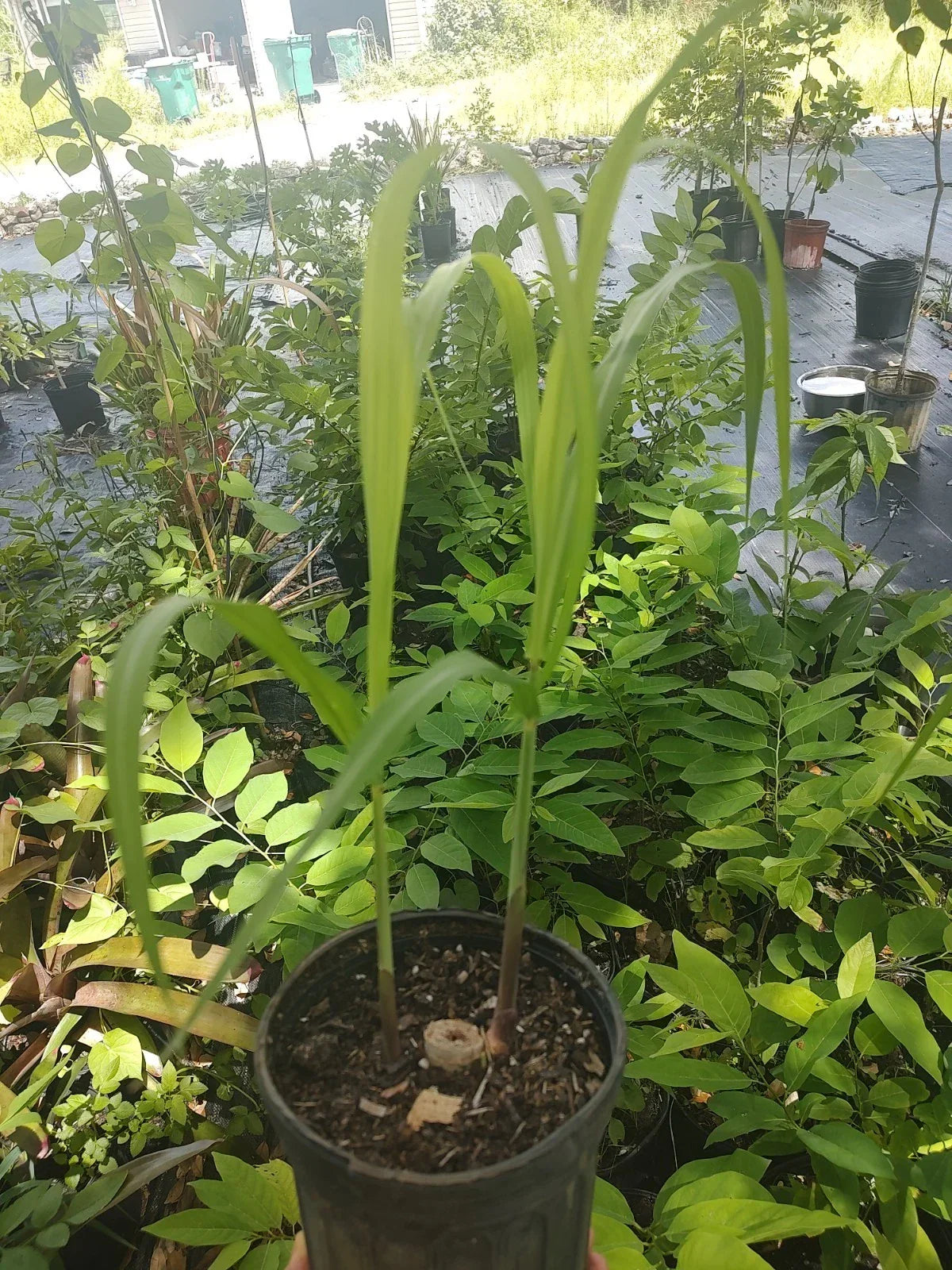 Green Sugarcane Plant in One Gallon Pot - Saccharum officinarum for Tropical Gardens