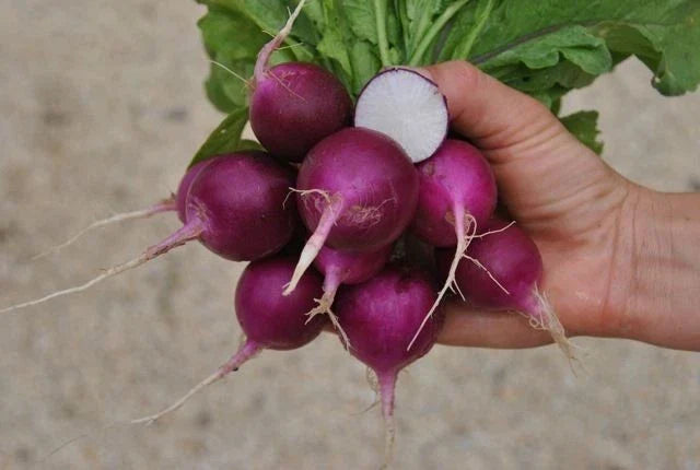 Purple Plum Radish Seeds - 100+ Heirloom Non-GMO Organic Brassica rapa subsp. rapa