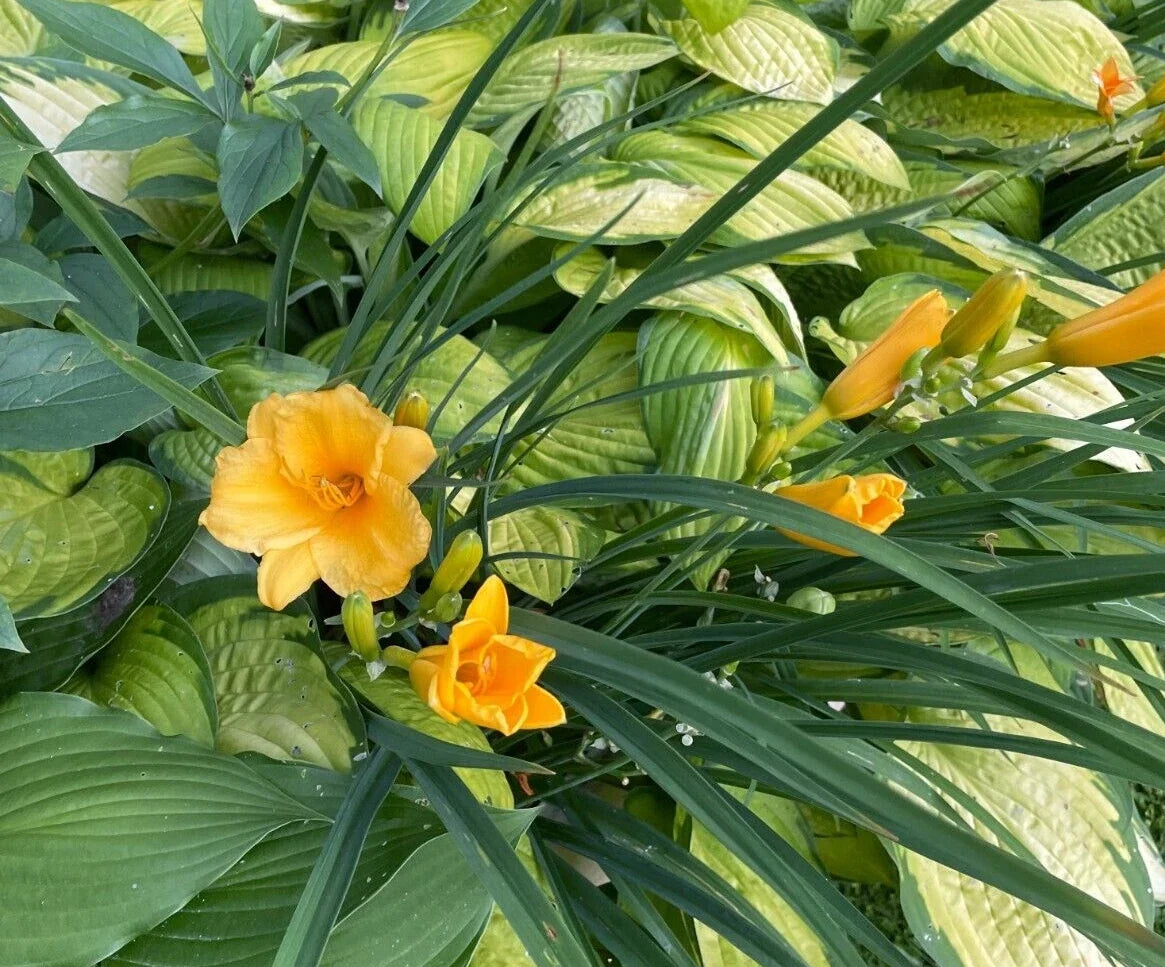 15 Stella D'oro Daylily Bulbs Bare Roots Yellow Flowers Hemerocallis 'Stella D'oro' Spring Planting