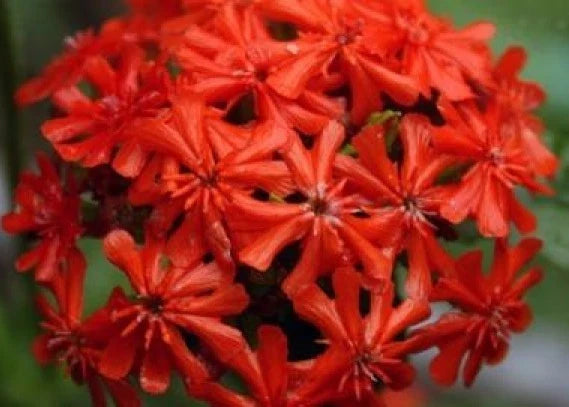 Maltese Cross Seeds - Pack of 100 - Lychnis chalcedonica - Vibrant Red Flowers for Borders & Containers