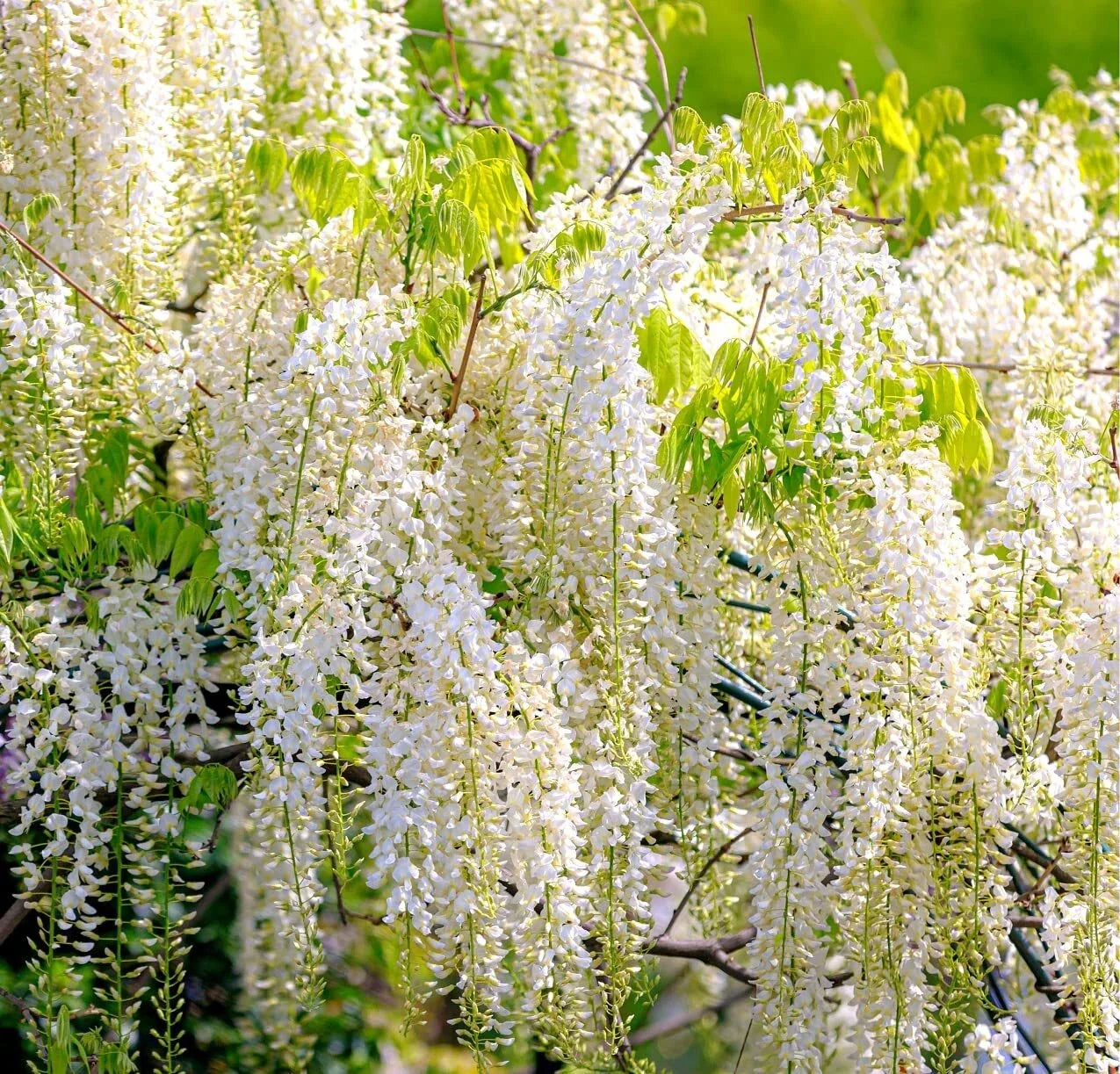 White Wisteria Seeds for Planting - Wisteria sinensis Alba - Flowering Climbing Vine for Gardens - 5 Seeds