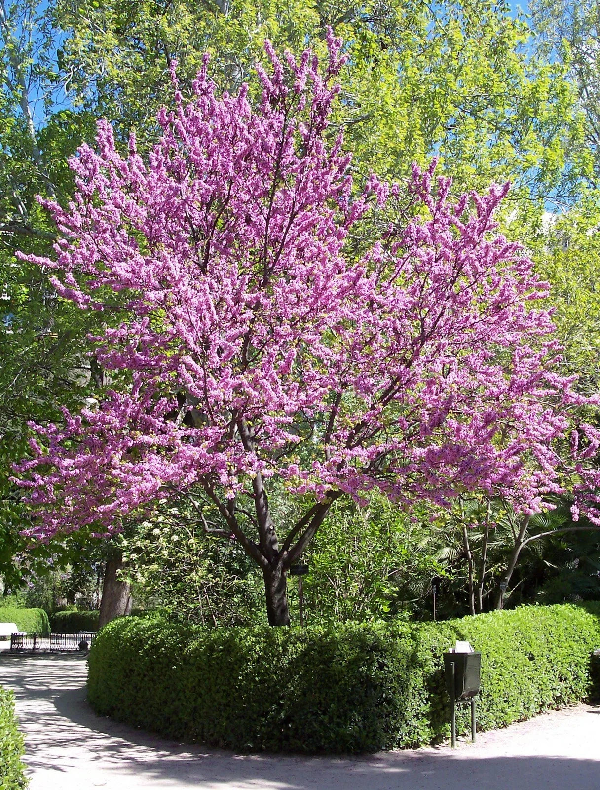 Chinese Redbud Seeds 50 Count Cercis chinensis Flowering Tree Seeds for Gardens and Landscaping