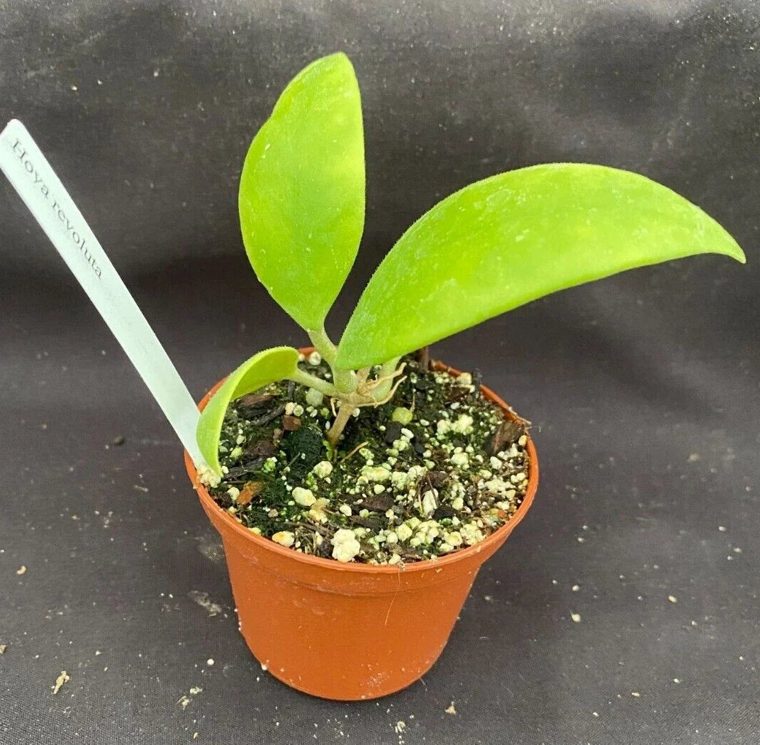 Rare Hoya revoluta Rooted Plant in 2.5" Pot, Waxy Foliage, Indoor Houseplant, Easy Care, Unique Succulent