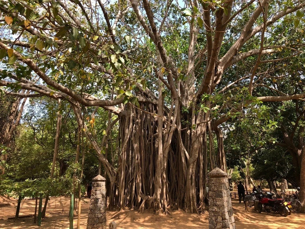 Ficus Benghalensis Tree Seeds | Banyan Fig, Bengal Fig, Indian Banyan | Tropical Plant Seeds for Bonsai & Garden