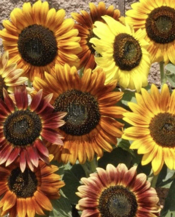 Sunflower Seeds - Autumn Beauty Variety - Helianthus annuus - 100+ Pack for Planting, Bi-colored Blooms