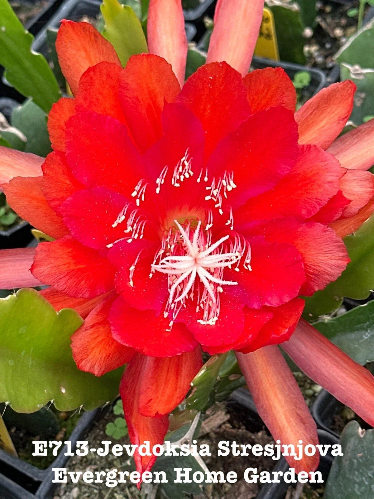 Rooted Epiphyllum Orchid Cactus Plant in 4" Pot – Trailing, Blooming, Indoor Succulent, Epiphyllum spp.